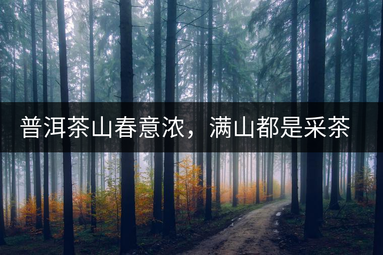 普洱茶山春意濃，滿(mǎn)山都是采茶人