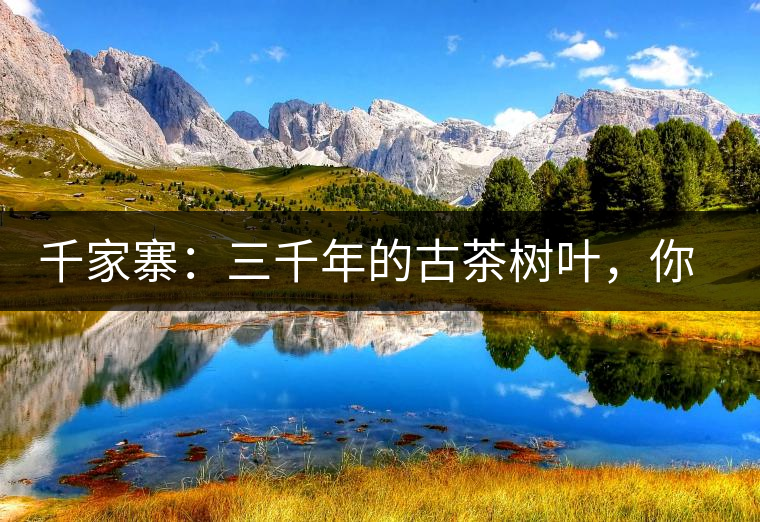 千家寨：三千年的古茶樹葉，你還有機會喝到嗎？