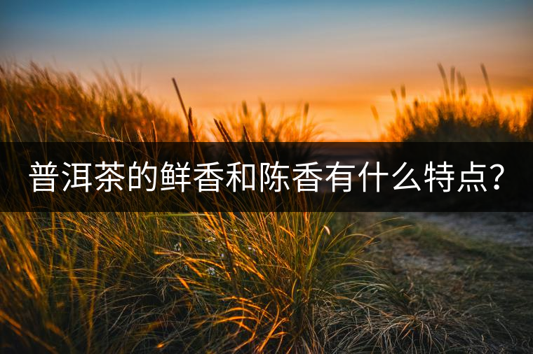普洱茶的鮮香和陳香有什么特點(diǎn)？