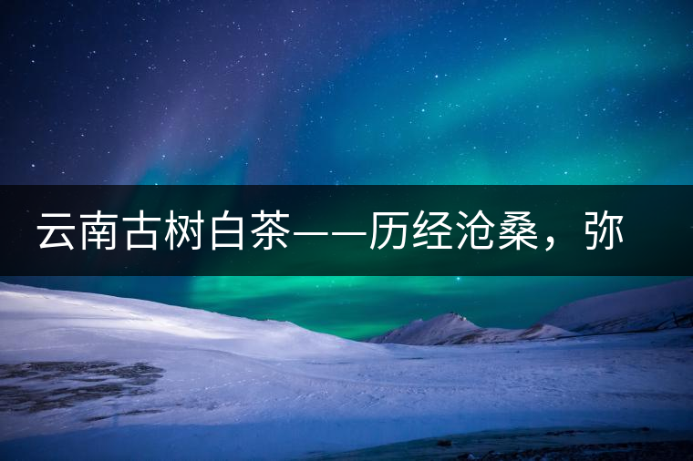 云南古樹白茶——歷經(jīng)滄桑，彌足珍貴