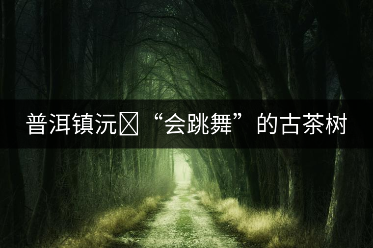 普洱鎮(zhèn)沅?“會跳舞”的古茶樹