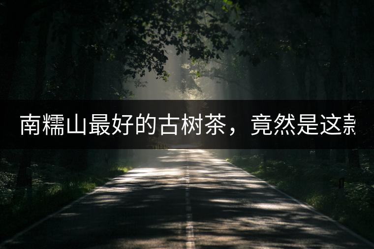 南糯山最好的古樹茶，竟然是這款！