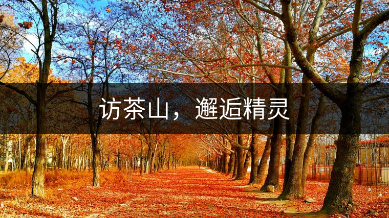 訪茶山，邂逅精靈