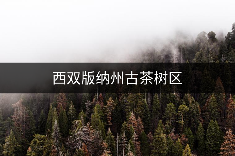 西雙版納州古茶樹(shù)區(qū) 西雙版納州古茶樹(shù)區(qū)