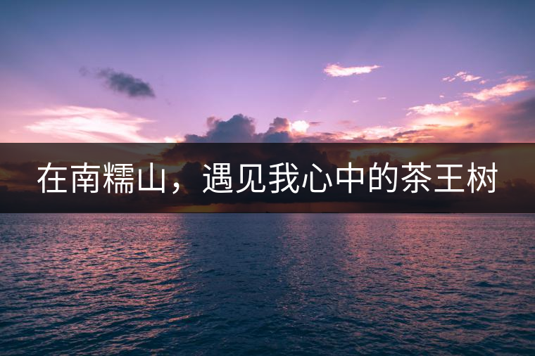 在南糯山，遇見我心中的茶王樹