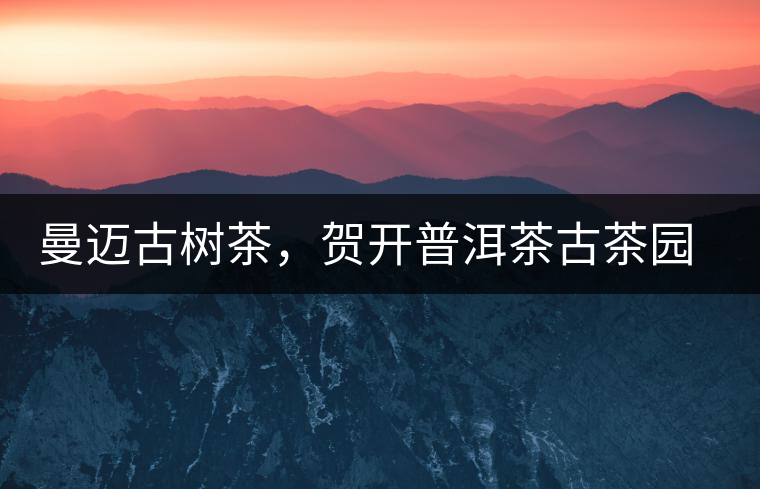 曼邁古樹茶，賀開普洱茶古茶園的華彩綻放