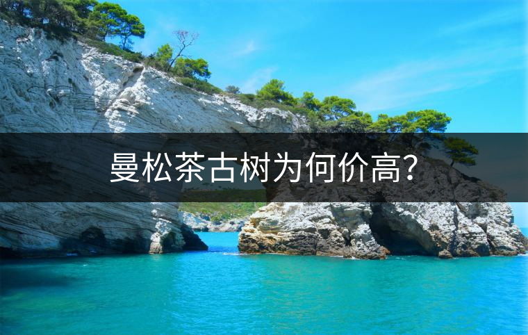 曼松茶古樹為何價高？