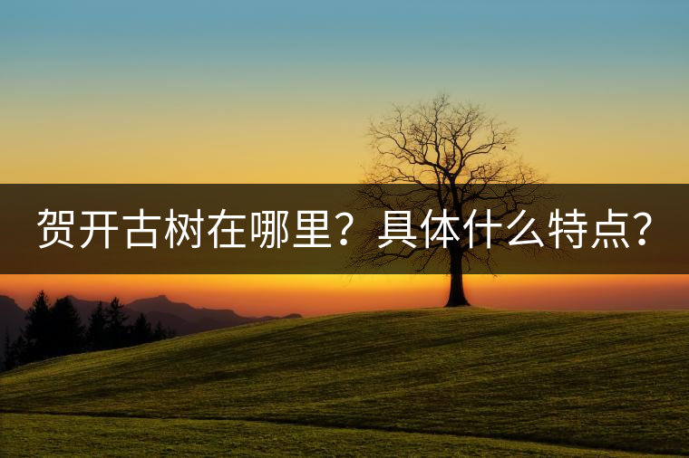 賀開(kāi)古樹(shù)在哪里？具體什么特點(diǎn)？