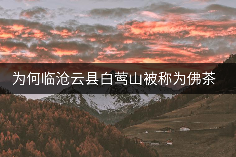 為何臨滄云縣白鶯山被稱為佛茶圣地？