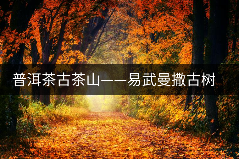 普洱茶古茶山——易武曼撒古樹茶