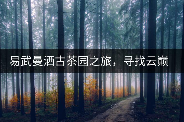 易武曼灑古茶園之旅，尋找云巔上的好茶