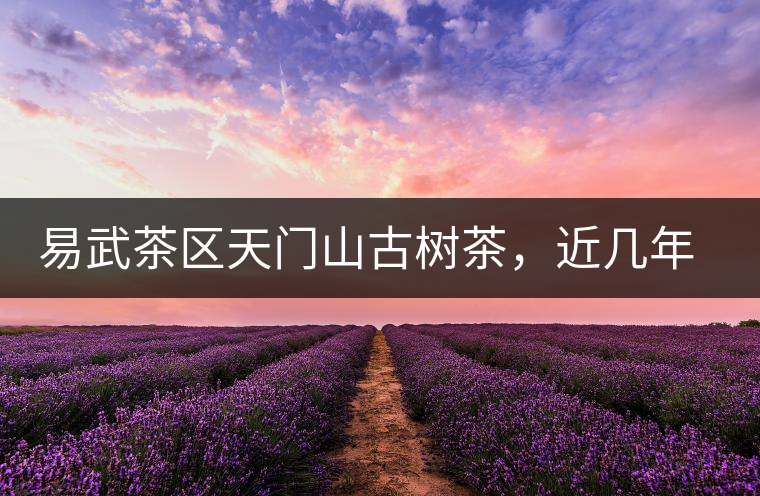 易武茶區(qū)天門山古樹茶，近幾年的熱門山頭