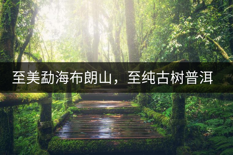 至美勐海布朗山，至純古樹普洱茶