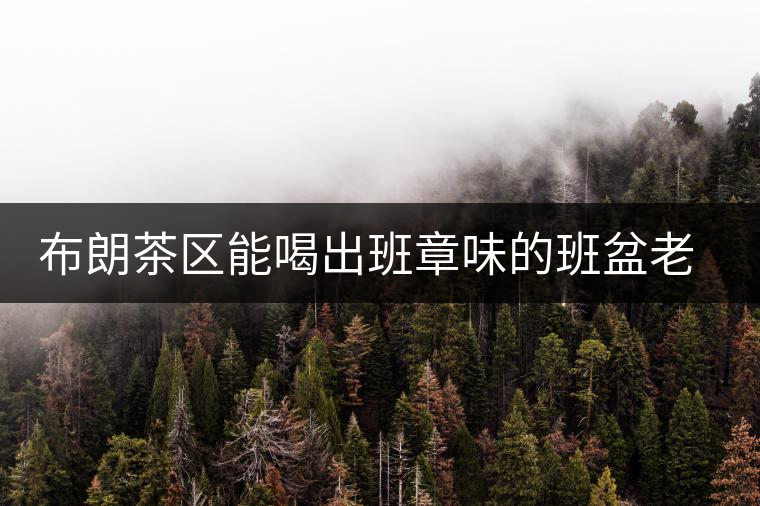 布朗茶區(qū)能喝出班章味的班盆老寨你知道嗎？