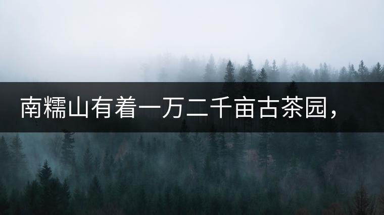 南糯山有著一萬二千畝古茶園，還有一棵枯死八百年樹齡的茶王樹