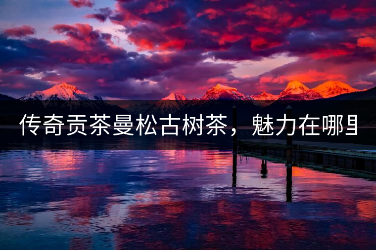 傳奇貢茶曼松古樹茶，魅力在哪里？