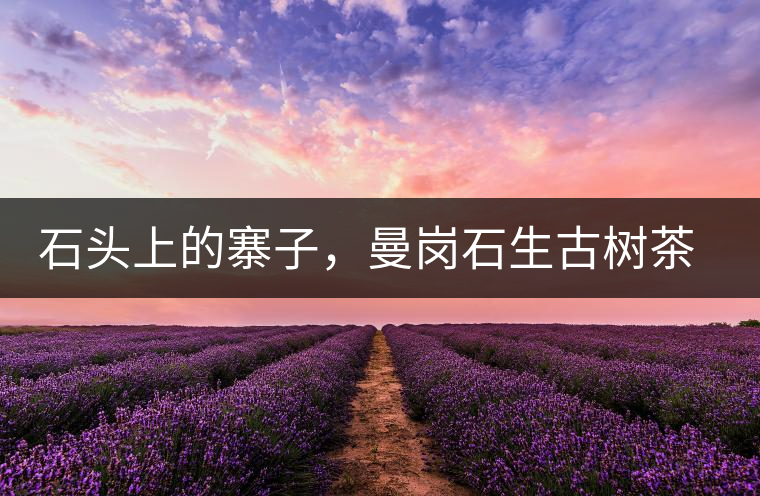 石頭上的寨子，曼崗石生古樹茶特點(diǎn)介紹