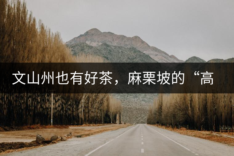 文山州也有好茶，麻栗坡的“高朋”古樹茶