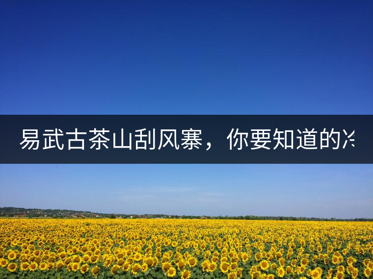 易武古茶山刮風(fēng)寨，你要知道的冷知識！