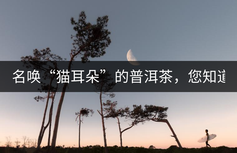 名喚“貓耳朵”的普洱茶，您知道嗎、
