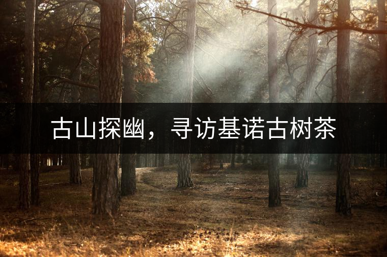 古山探幽，尋訪基諾古樹茶