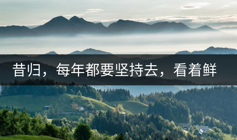 昔歸，每年都要堅持去，看著鮮葉都是香甜的