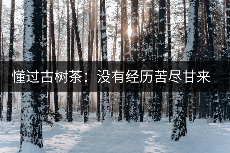 懂過古樹茶：沒有經(jīng)歷苦盡甘來的人，不足以談懂過