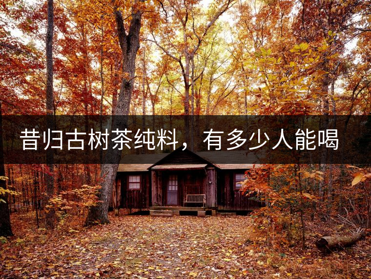 昔歸古樹茶純料，有多少人能喝到真品