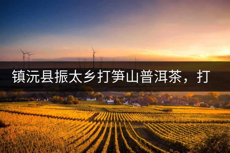 鎮(zhèn)沅縣振太鄉(xiāng)打筍山普洱茶，打筍山古樹茶口感特點