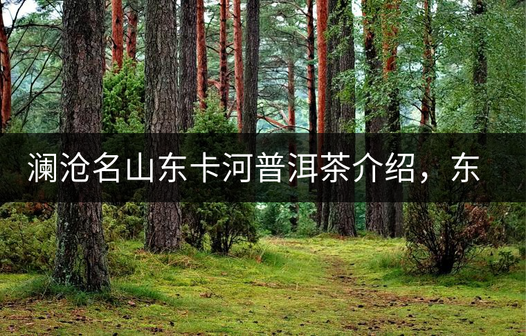 瀾滄名山東卡河普洱茶介紹，東卡河古樹茶口感特點