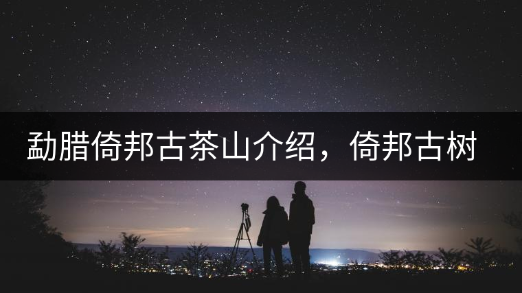 勐臘倚邦古茶山介紹，倚邦古樹(shù)茶口感特點(diǎn)