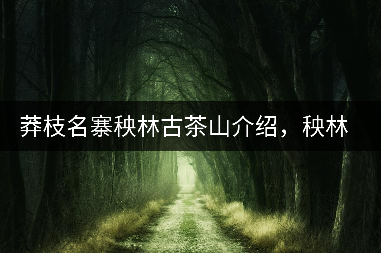 莽枝名寨秧林古茶山介紹，秧林古樹茶口感特點(diǎn)