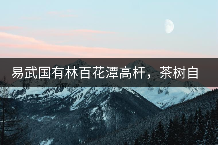 易武國(guó)有林百花潭高桿，茶樹自由生長(zhǎng)的完美之地