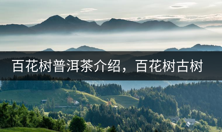 百花樹普洱茶介紹，百花樹古樹茶口感特點