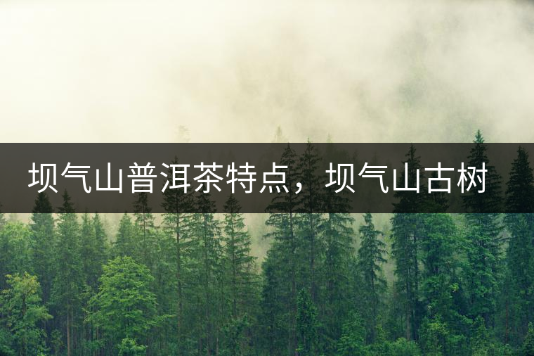 壩氣山普洱茶特點，壩氣山古樹茶介紹