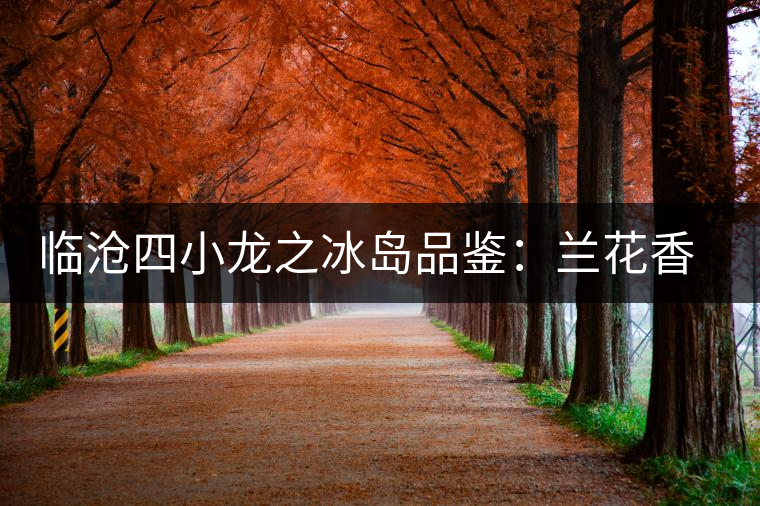 臨滄四小龍之冰島品鑒：蘭花香，冰糖甜