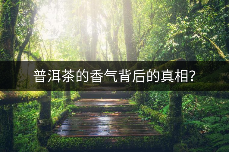 普洱茶的香氣背后的真相？