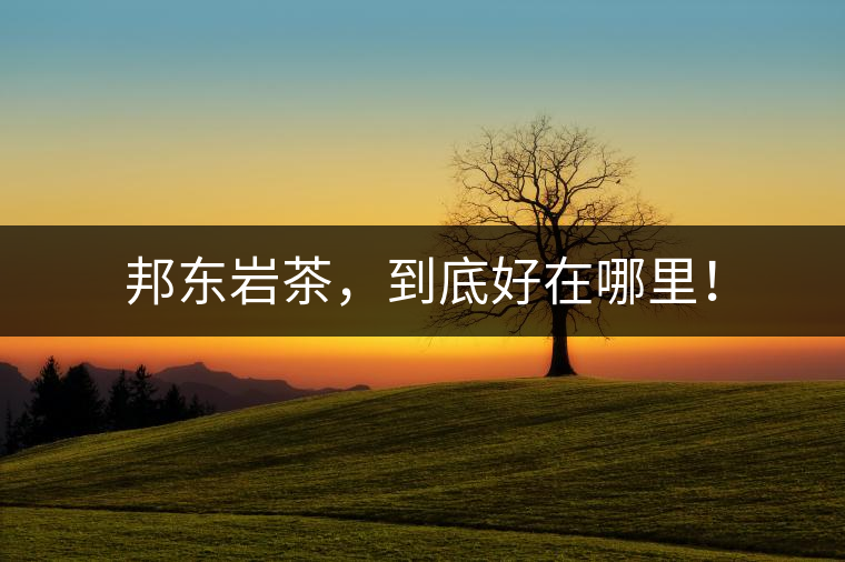 邦東巖茶，到底好在哪里！