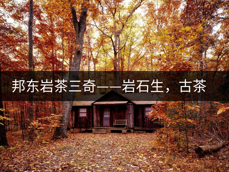 邦東巖茶三奇——巖石生，古茶韻，原野香