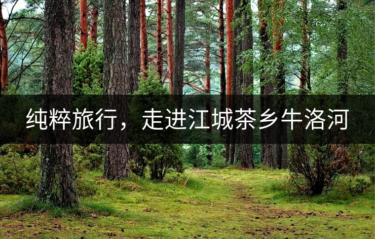 純粹旅行，走進江城茶鄉(xiāng)牛洛河