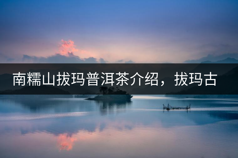 南糯山拔瑪普洱茶介紹，拔瑪古樹茶口感特點(diǎn)