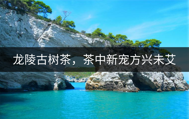 龍陵古樹茶，茶中新寵方興未艾