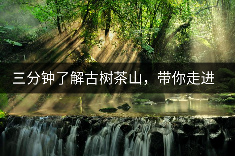 三分鐘了解古樹茶山，帶你走進(jìn)易武大漆樹古樹茶