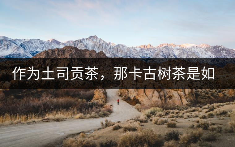 作為土司貢茶，那卡古樹茶是如何在眾多茶中脫穎而出的