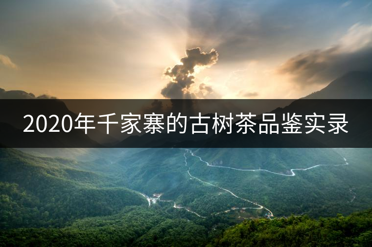 2020年千家寨的古樹茶品鑒實錄 2020年千家寨的古樹茶品鑒實錄