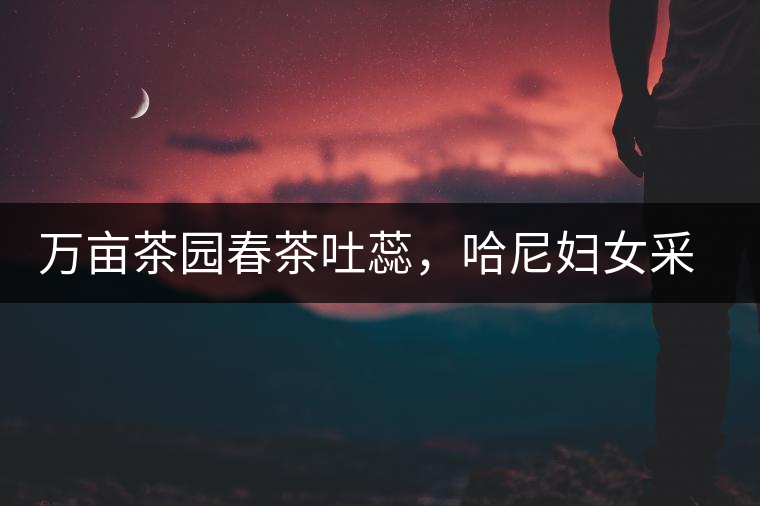 萬(wàn)畝茶園春茶吐蕊，哈尼婦女采茶忙