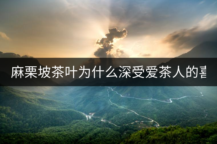 麻栗坡茶葉為什么深受愛茶人的喜愛？