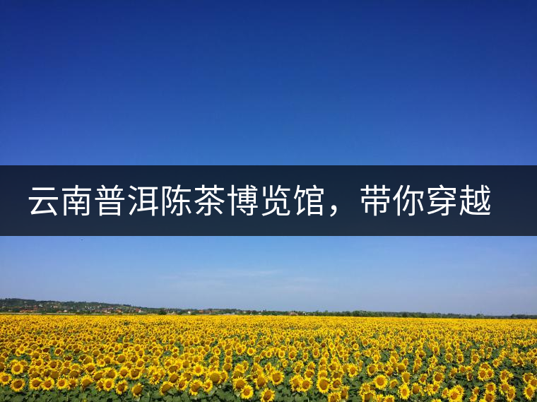 云南普洱陳茶博覽館，帶你穿越時(shí)光，品普洱老茶