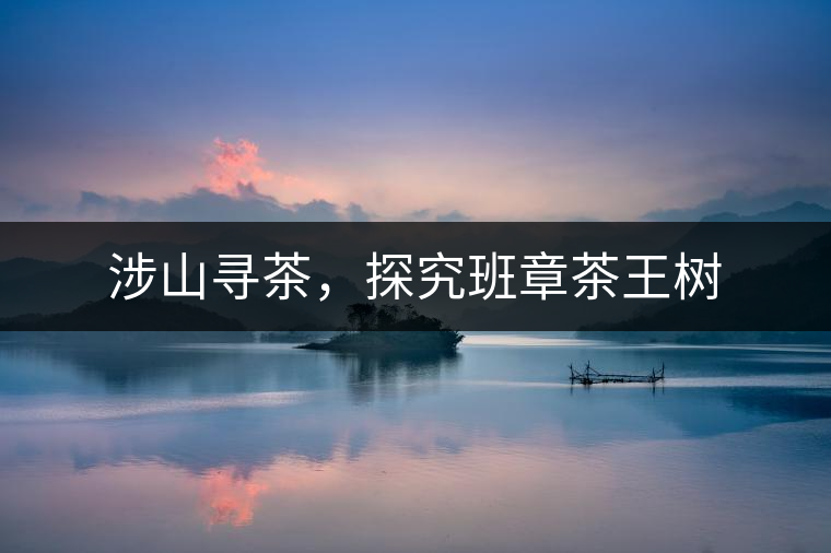 涉山尋茶，探究班章茶王樹