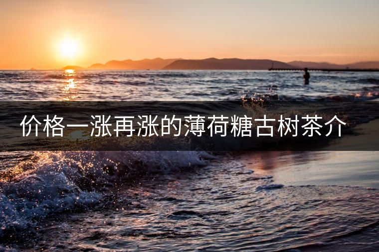 價(jià)格一漲再漲的薄荷糖古樹茶介紹